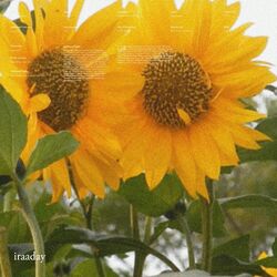 Cover of Iraaday