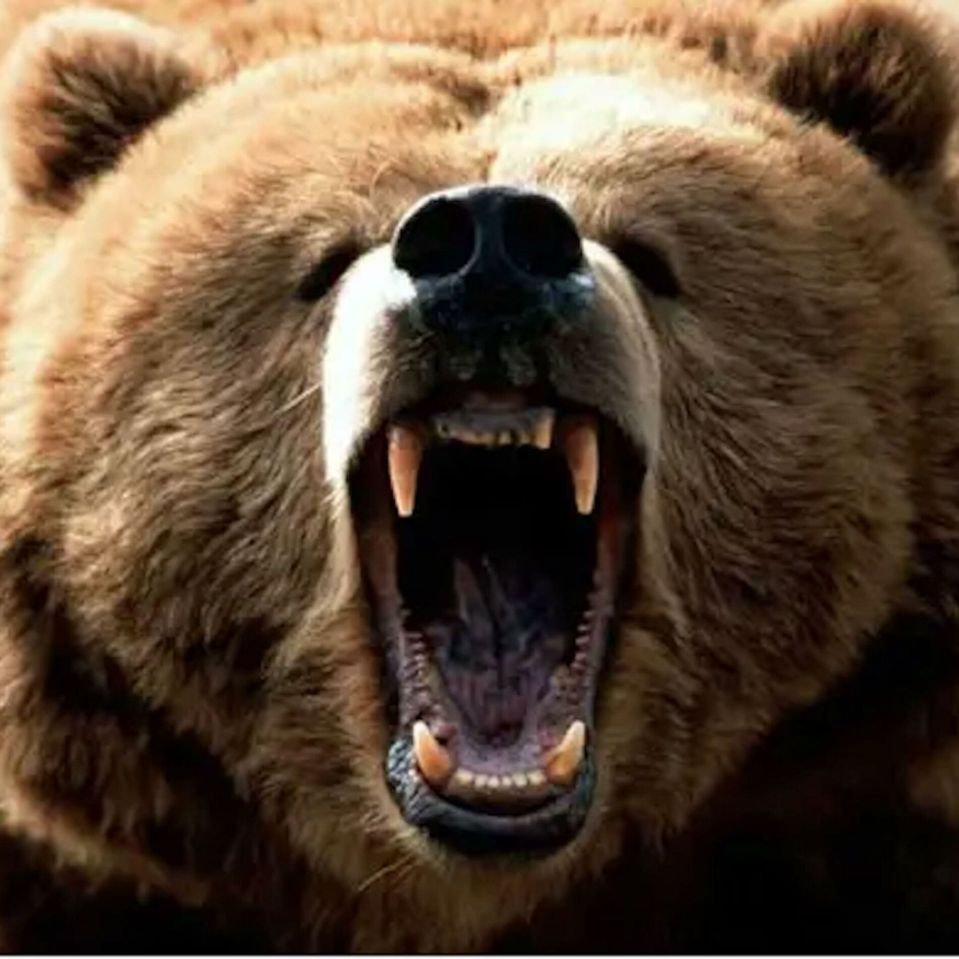Album cover of Black Bear