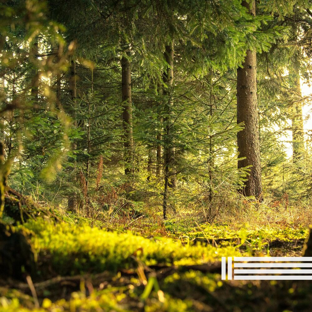 Picture of Forest Ambient Sounds
