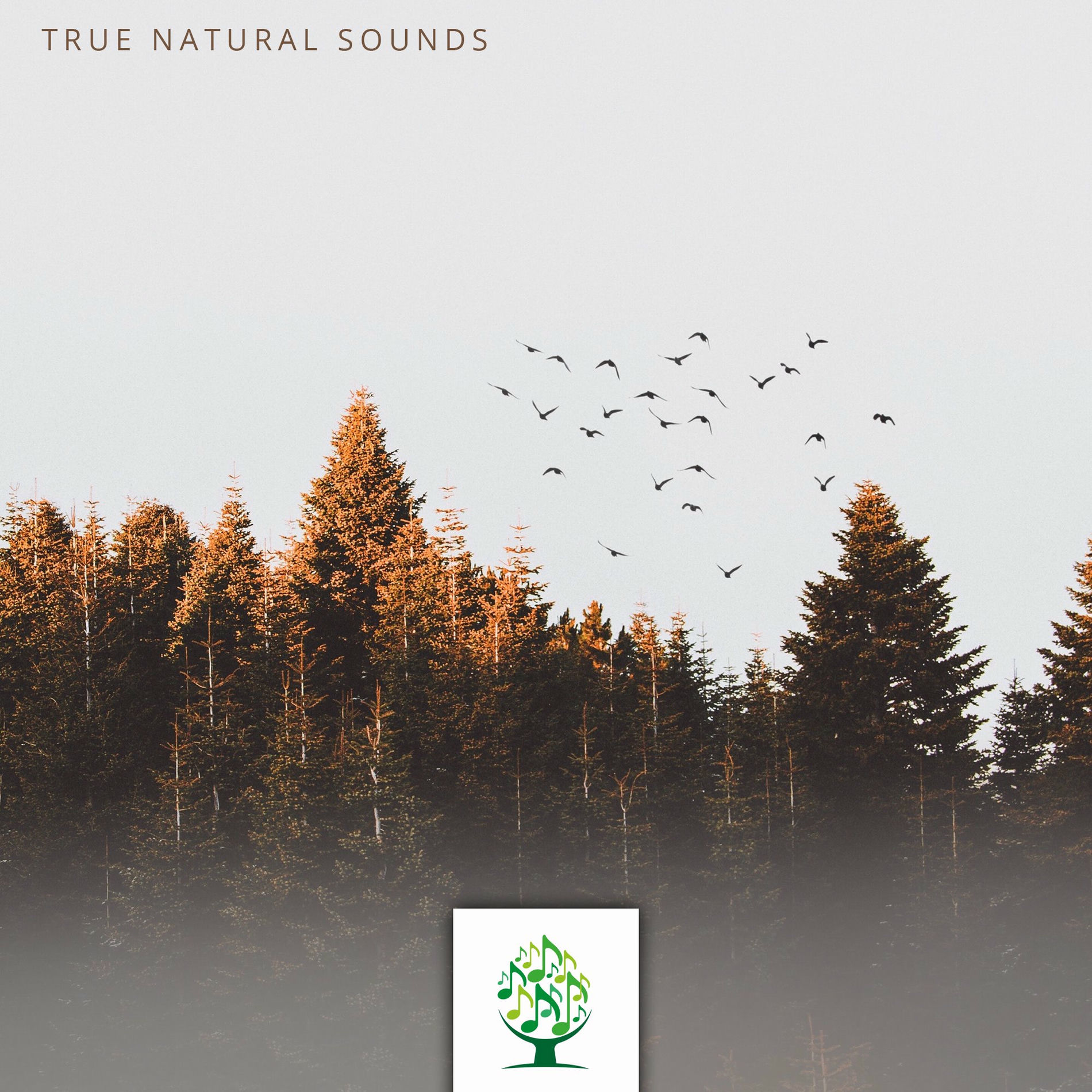 Album cover of True Natural Sounds