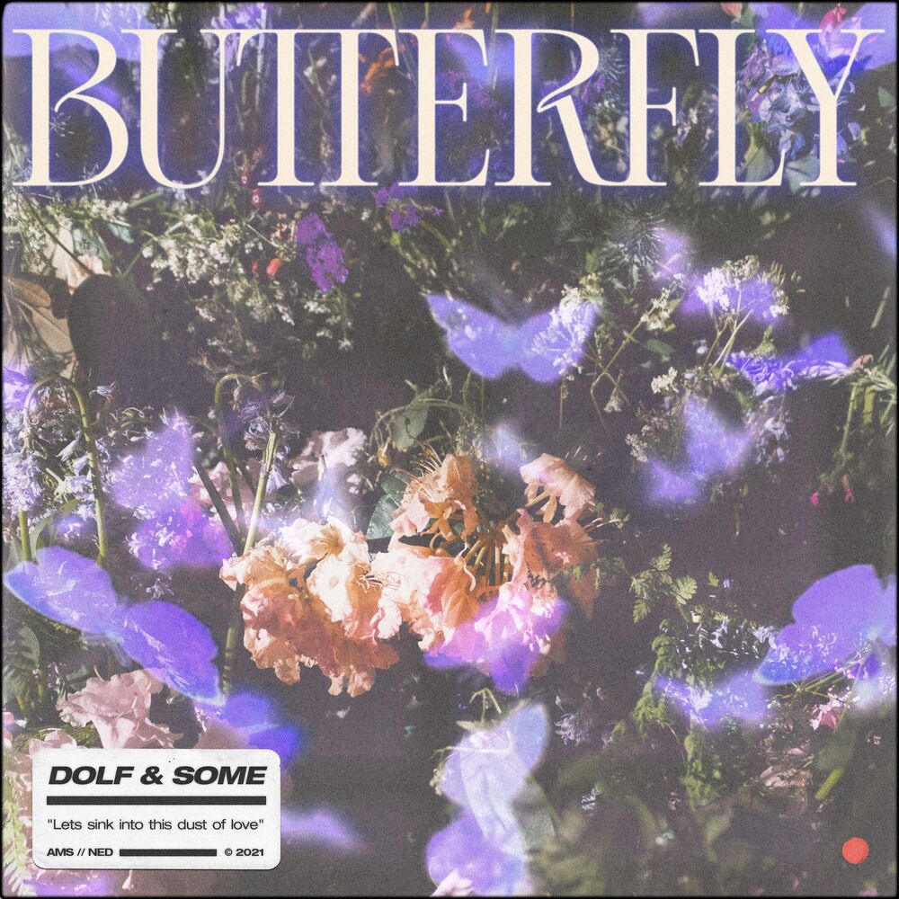 Picture of Butterfly