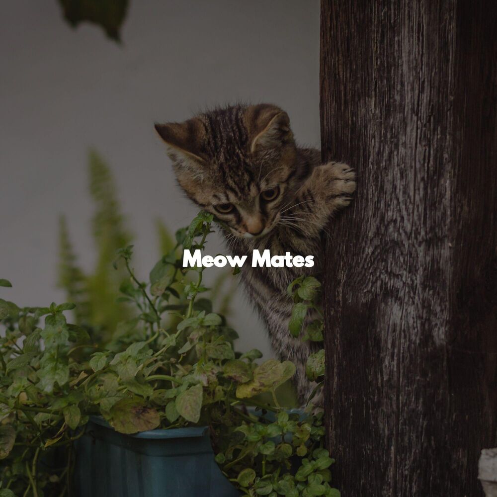 Picture of Meow Mates