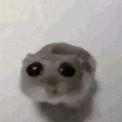 Cover of Sad Hamster