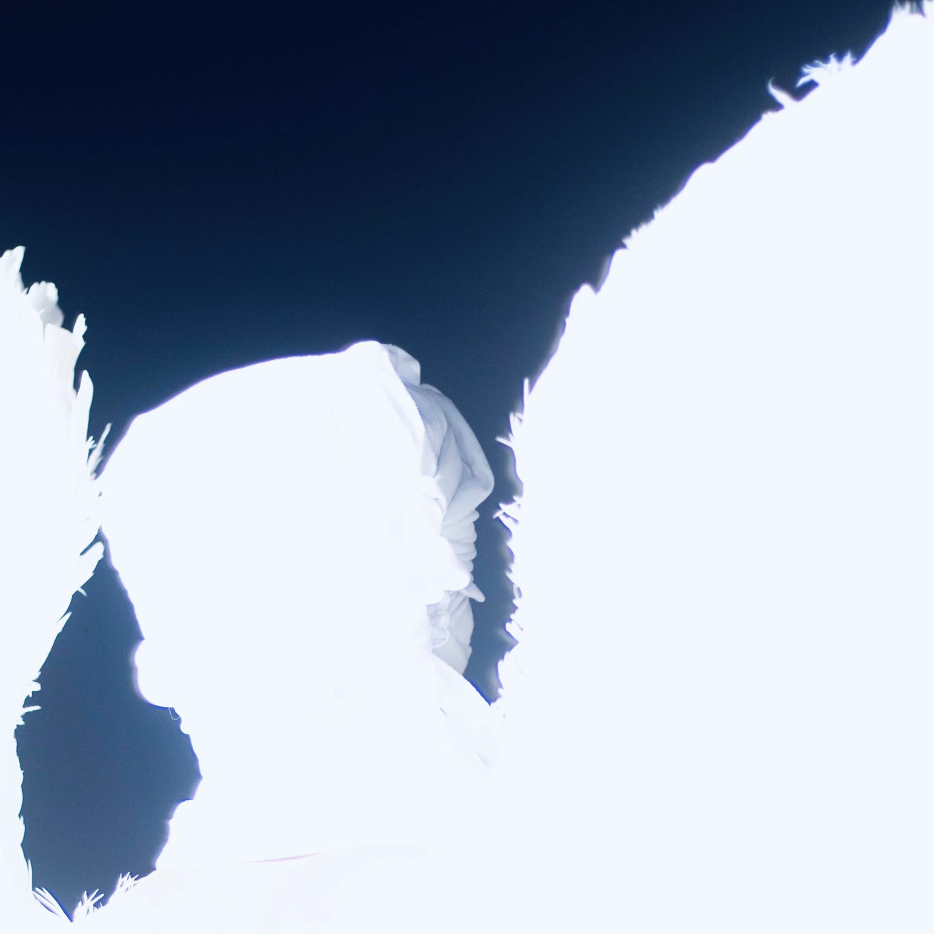 Album cover of Sakura___(angels) (feat. Devon Hendryx)