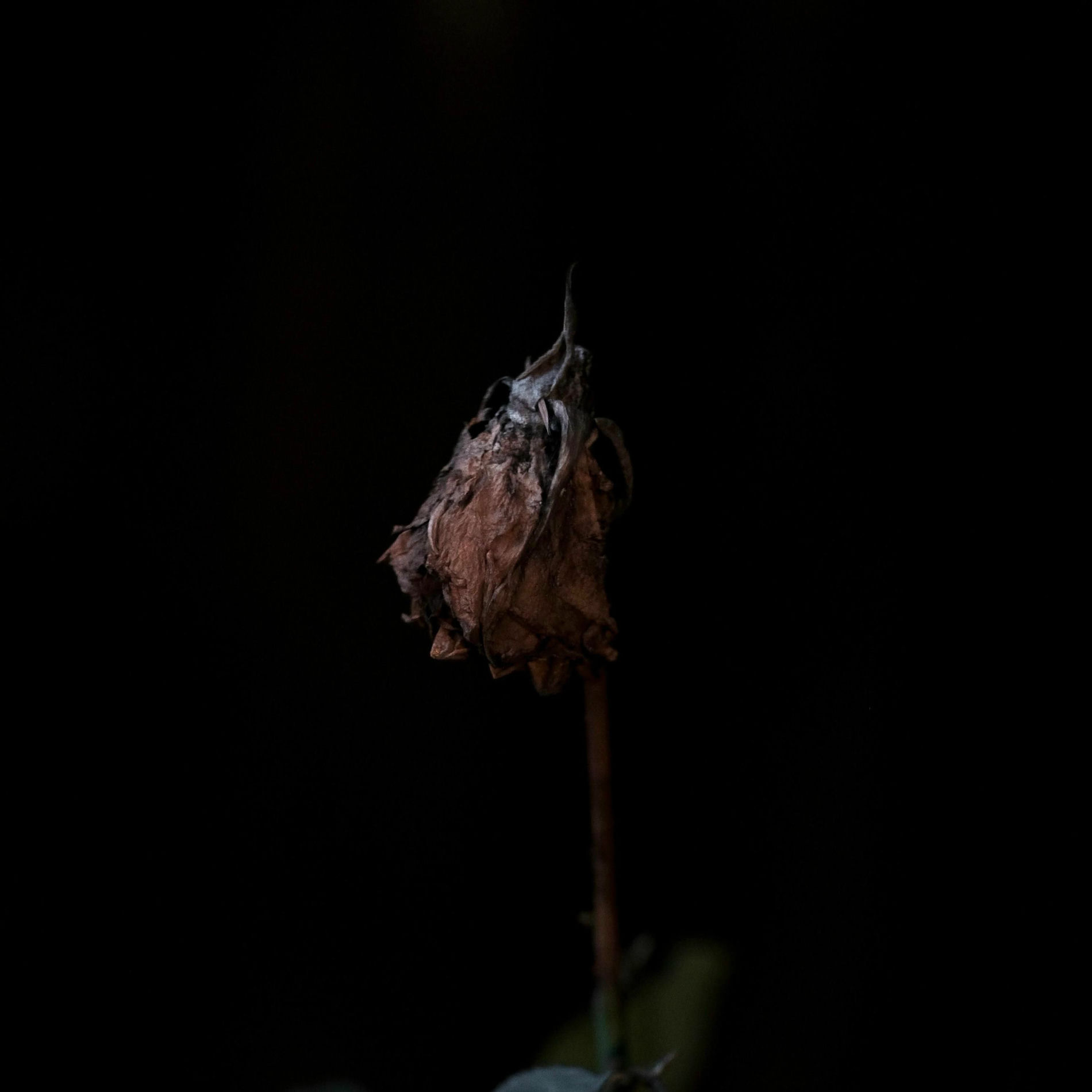 Album cover of falling