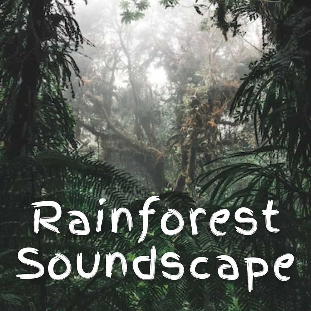 Picture of Rainforest Soundscape