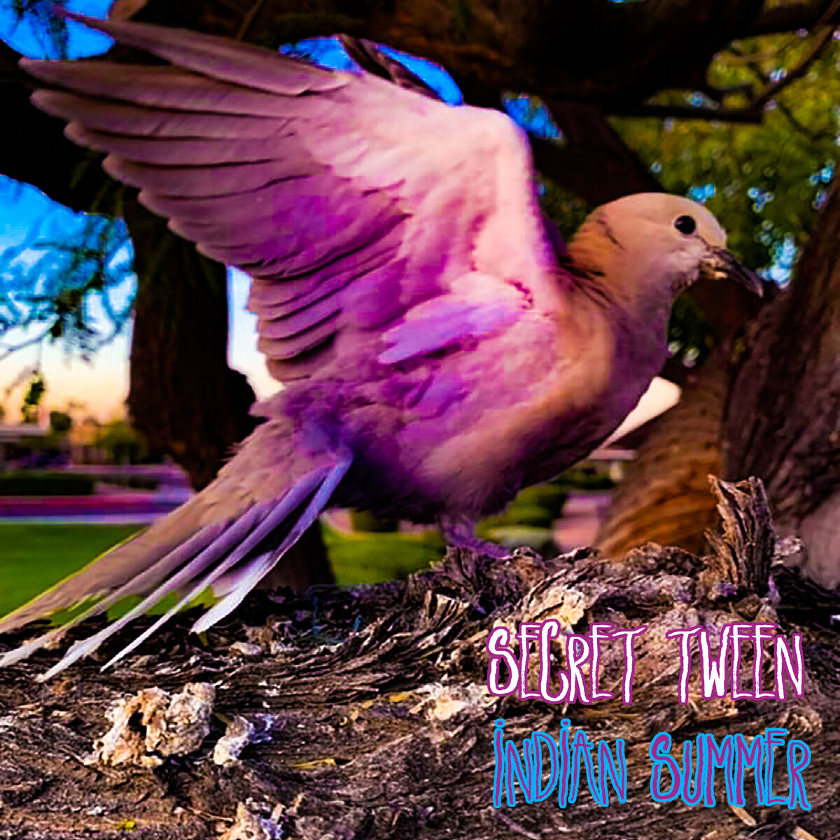 Album cover of Indian Summer