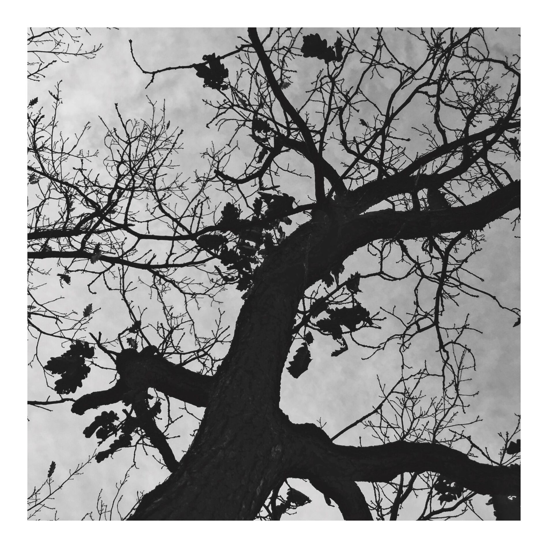 Album cover of limbo
