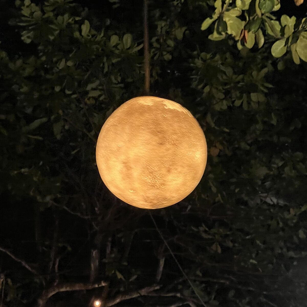 Album cover of nocturnal whispers