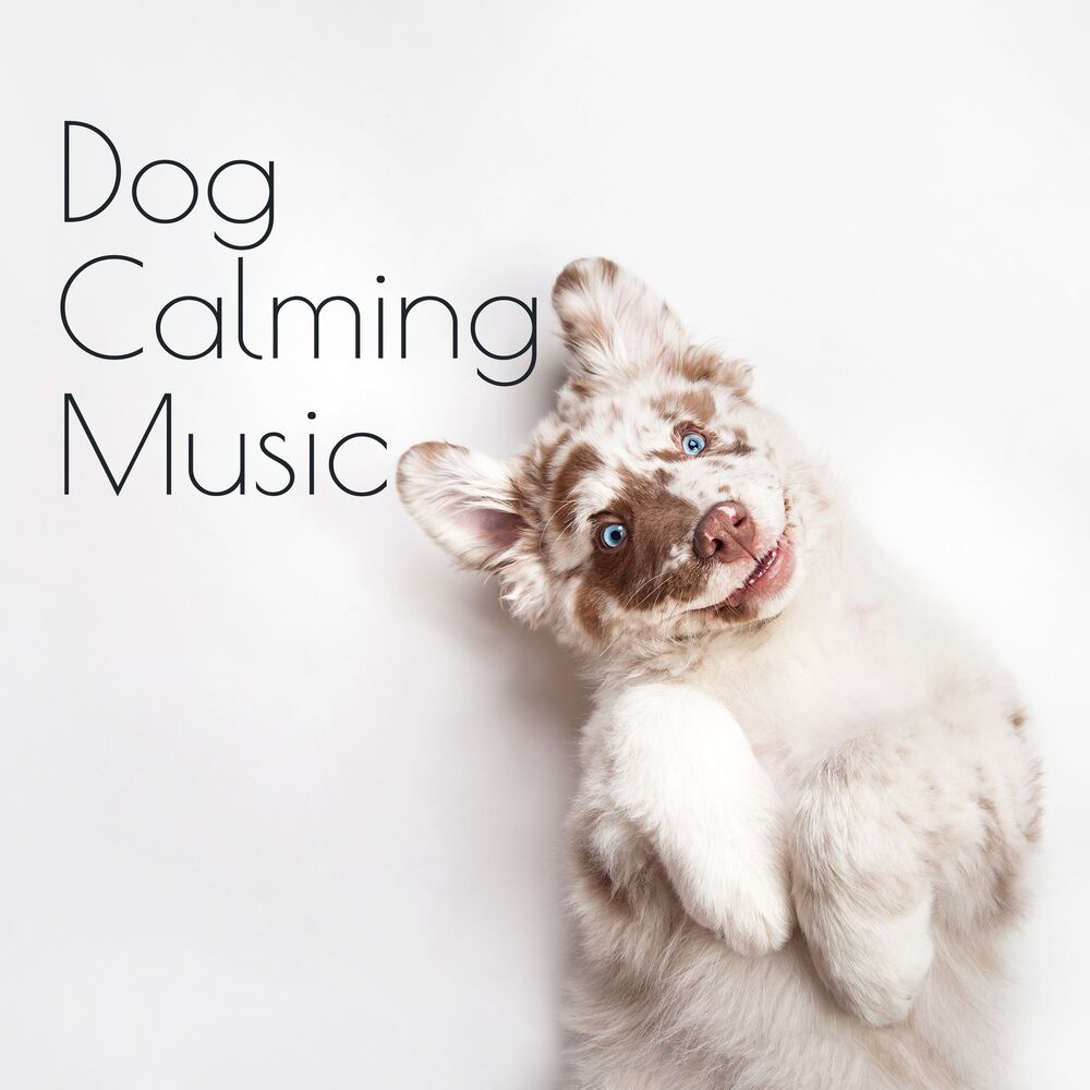 Picture of Dog Calming Music. Nature Sounds, Soothing & Healing New Age Pieces