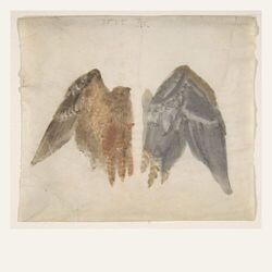 Cover of Birds
