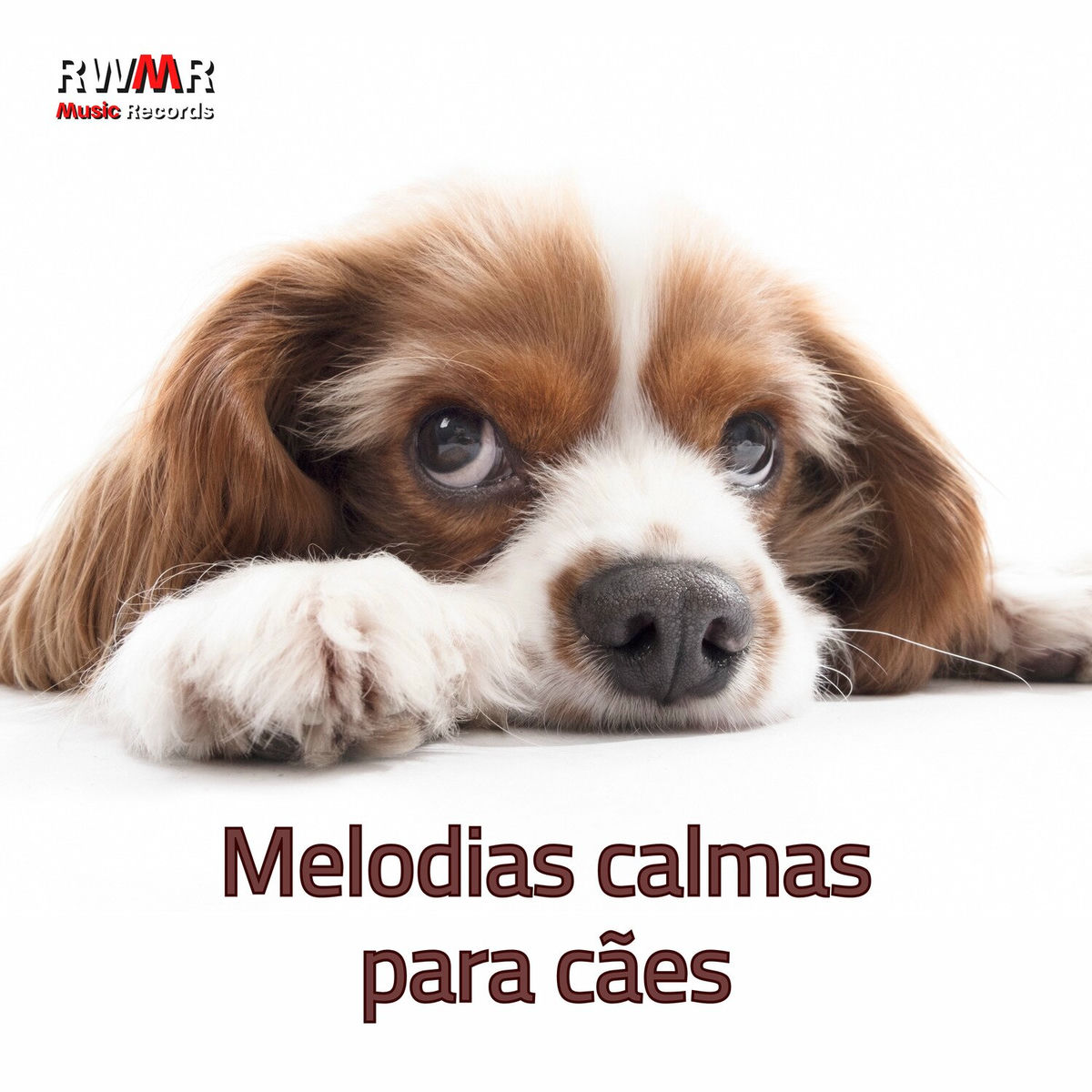 Album cover of Melodias calmas para cães - sons suaves para o seu animal de estimação sozinho em casa, supere a solidão, sem ansiedade de separaç