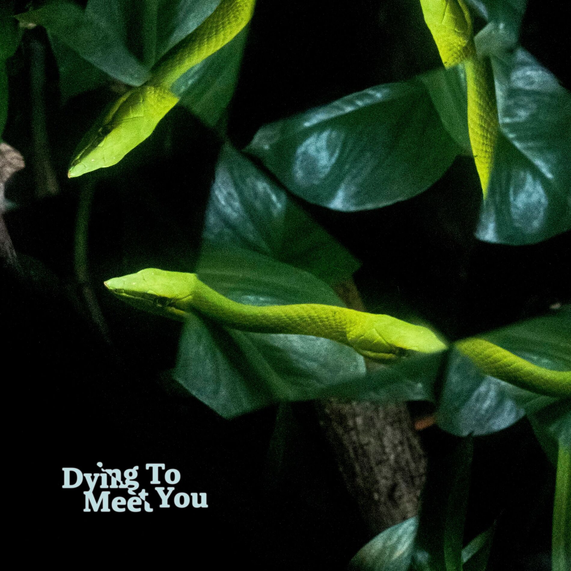 Album cover of Dying To Meet You