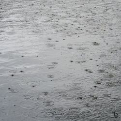 Cover of Rainfall