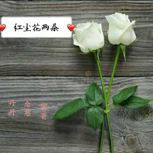 红尘花两朵 (合唱版)