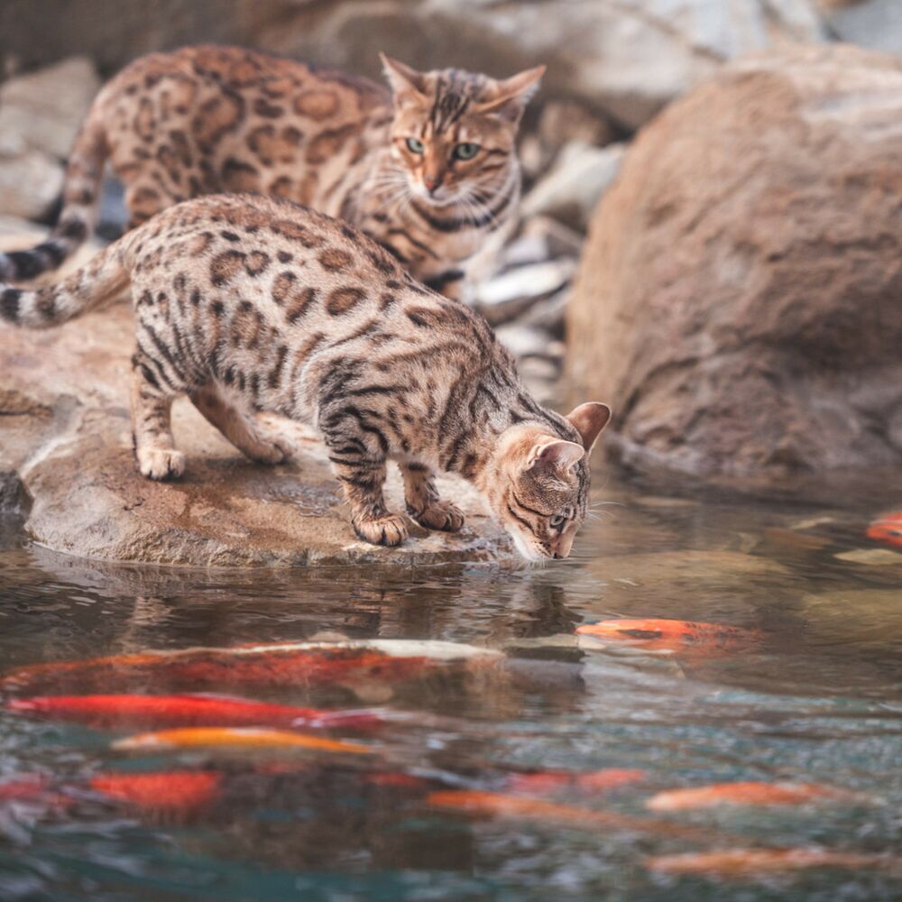 Picture of Music for Stress Relief: Flowing River's Cat Recitative