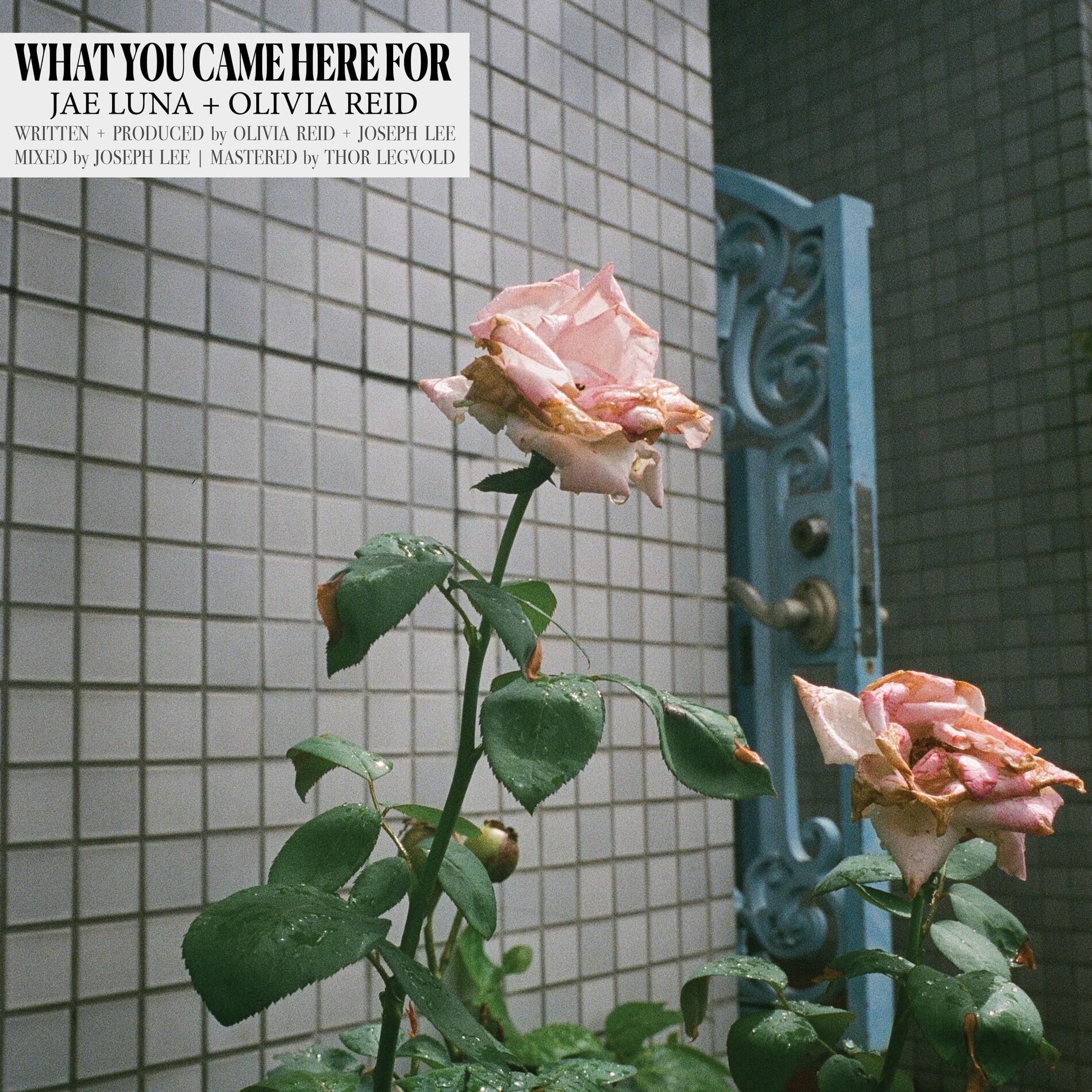 Album cover of What You Came Here For