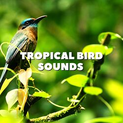 Cover of Tropical Bird Sounds