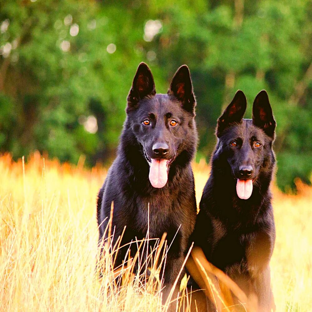 Picture of Music for The Calmest Doggy