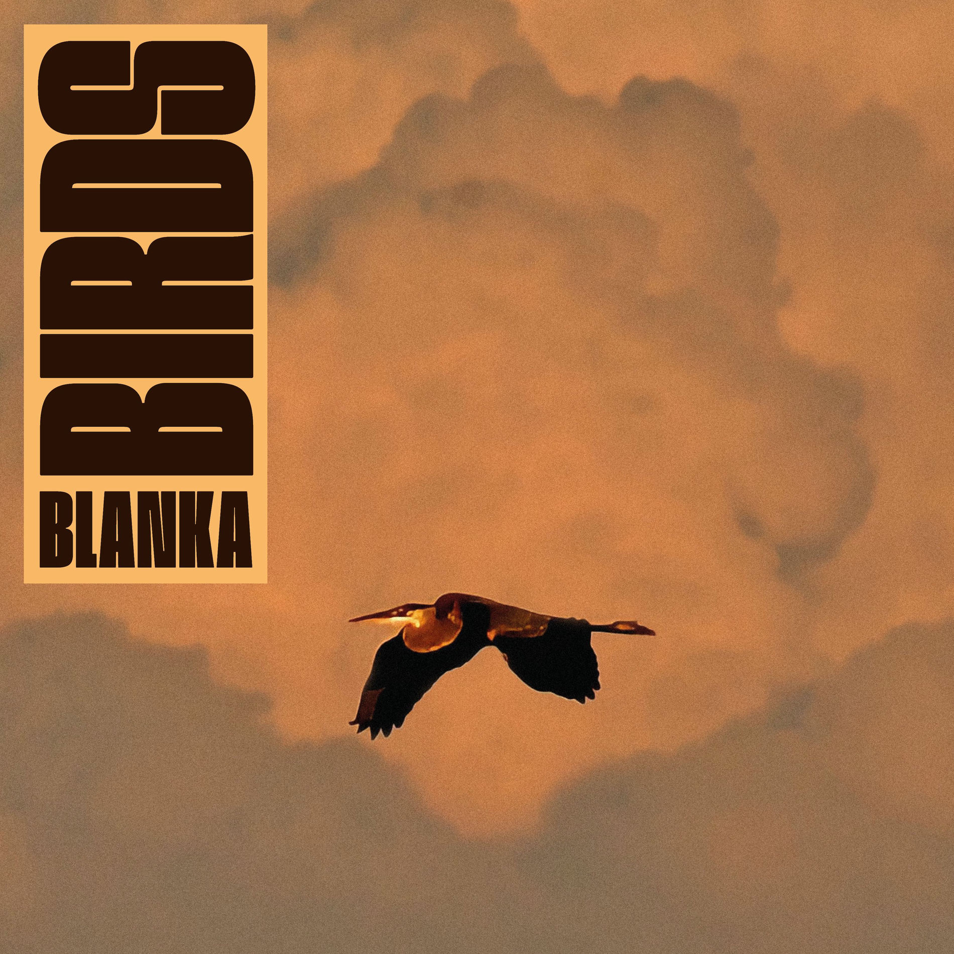 Album cover of Birds