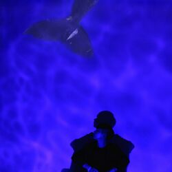 Cover of Dive