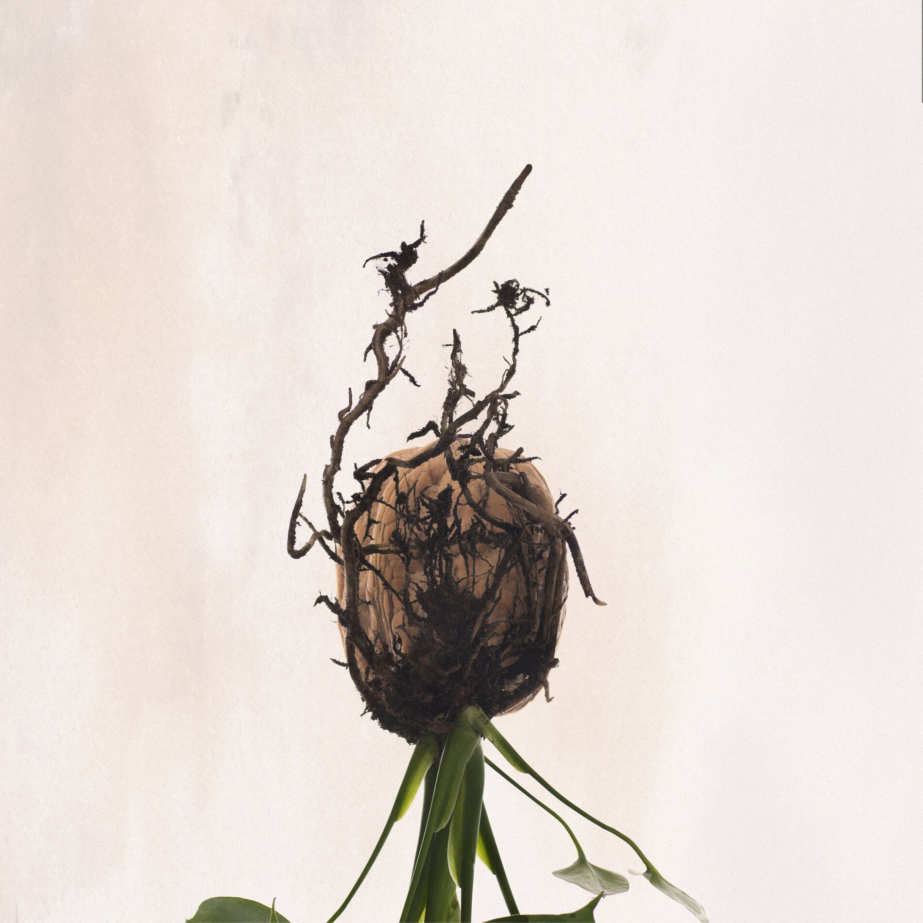 Album cover of Walnut