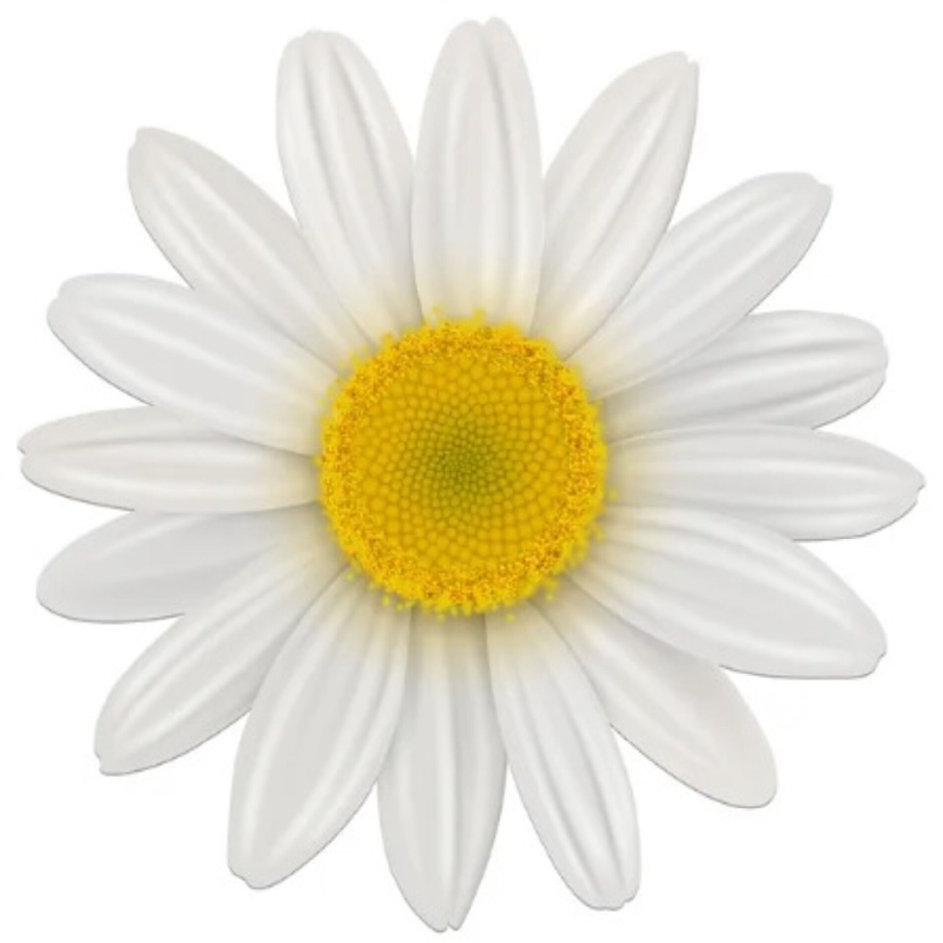 Album cover of Mamãe Querida