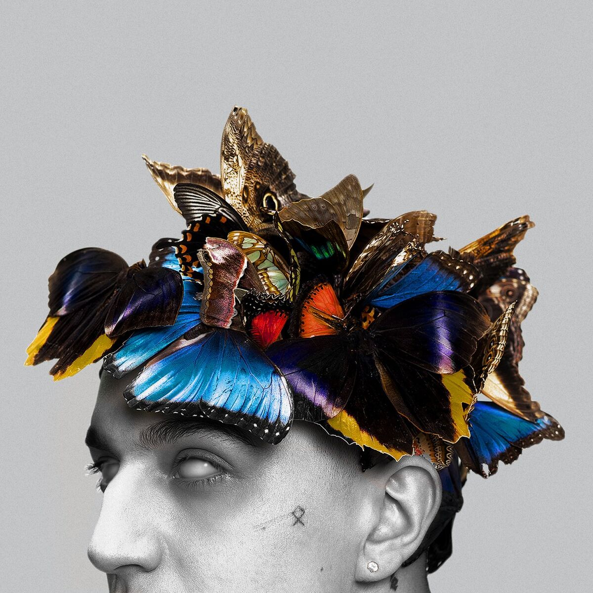 Album cover of PUŁAPKA NA MOTYLE (DELUXE EDITION)