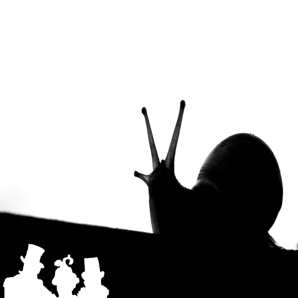 Picture of Killer Snail