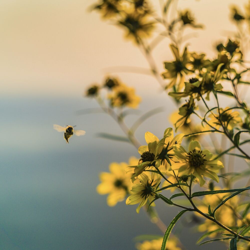 Picture of beehive