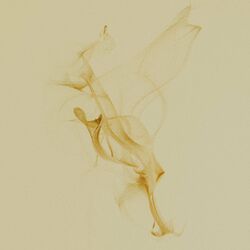 Cover of Slow Motion Dream