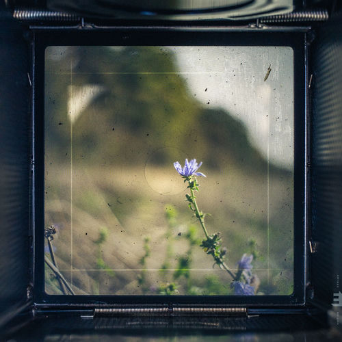 ViewFinder: Nature's Ratio