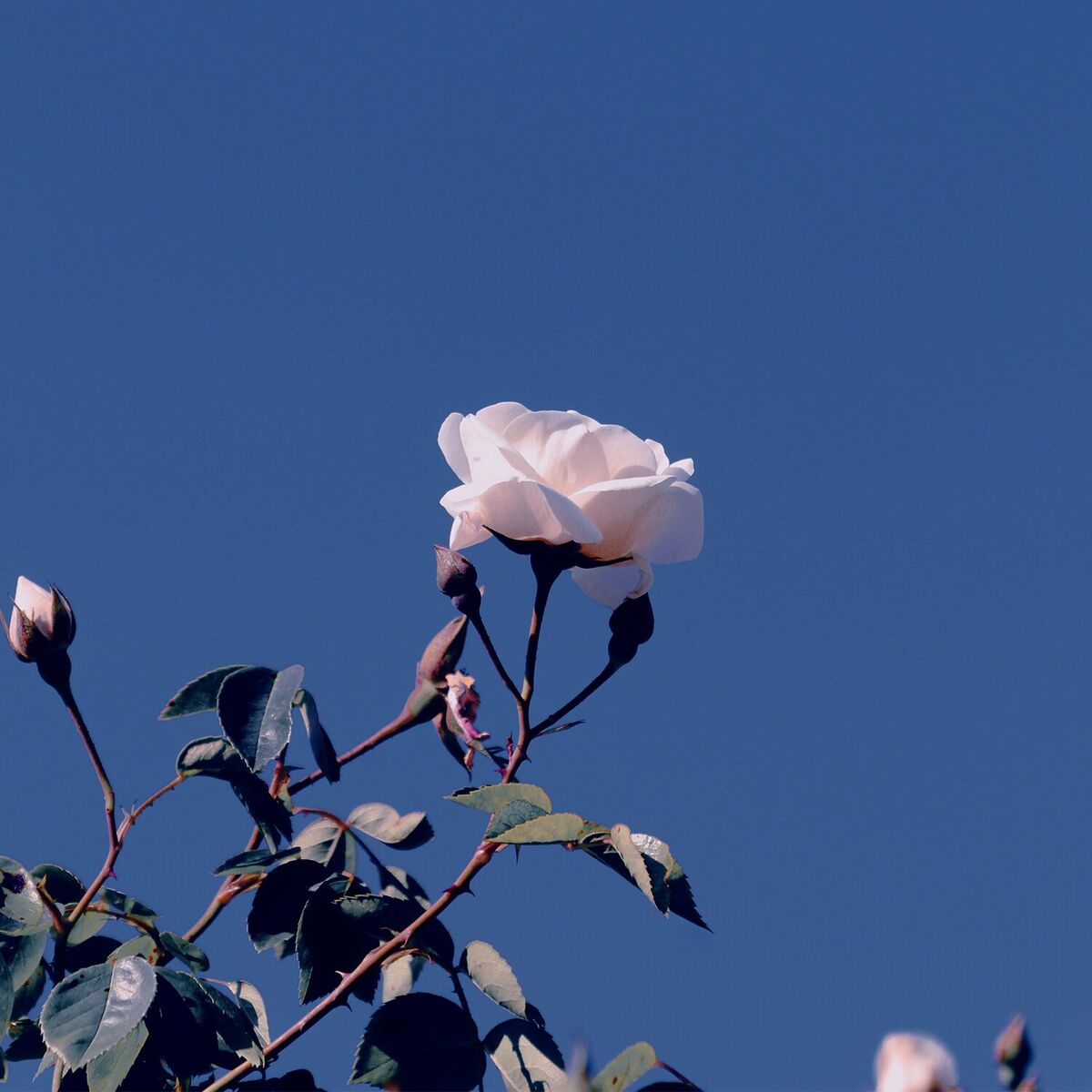 Album cover of Meant To Be