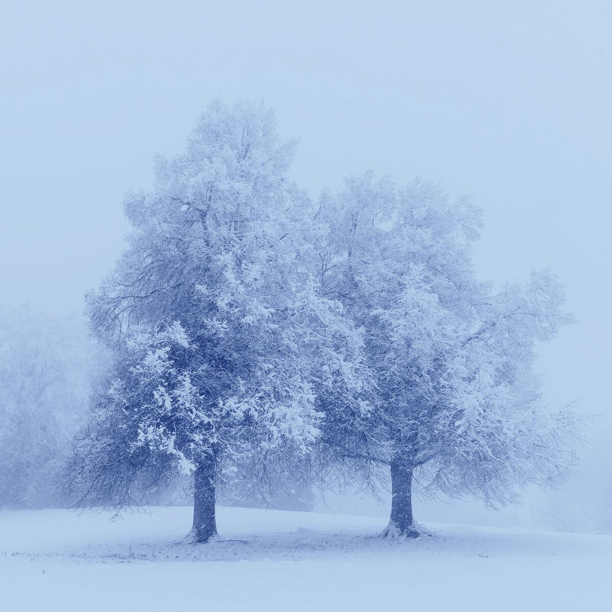 Album cover of Winter Solace II