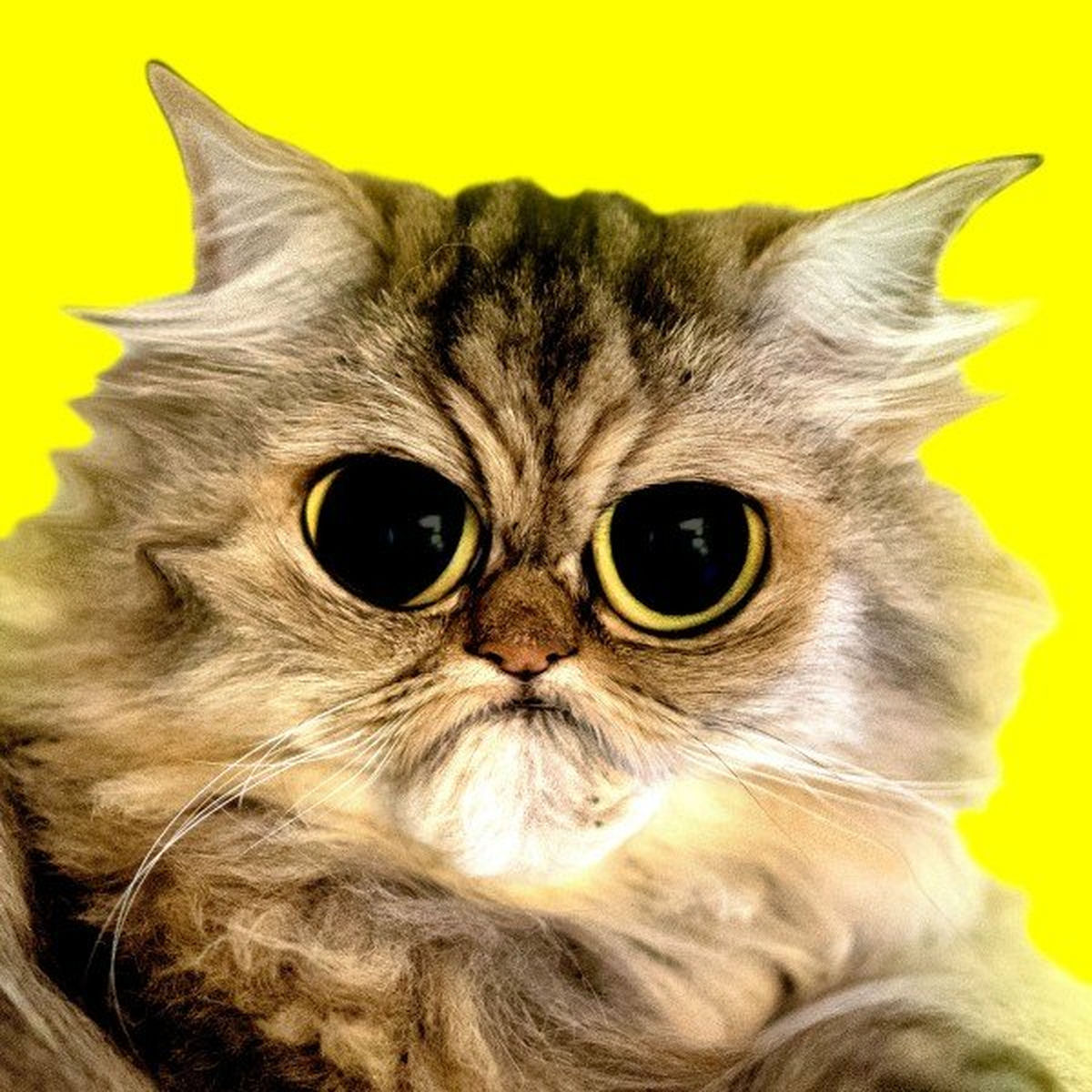Album cover of Sounds for Cats #01