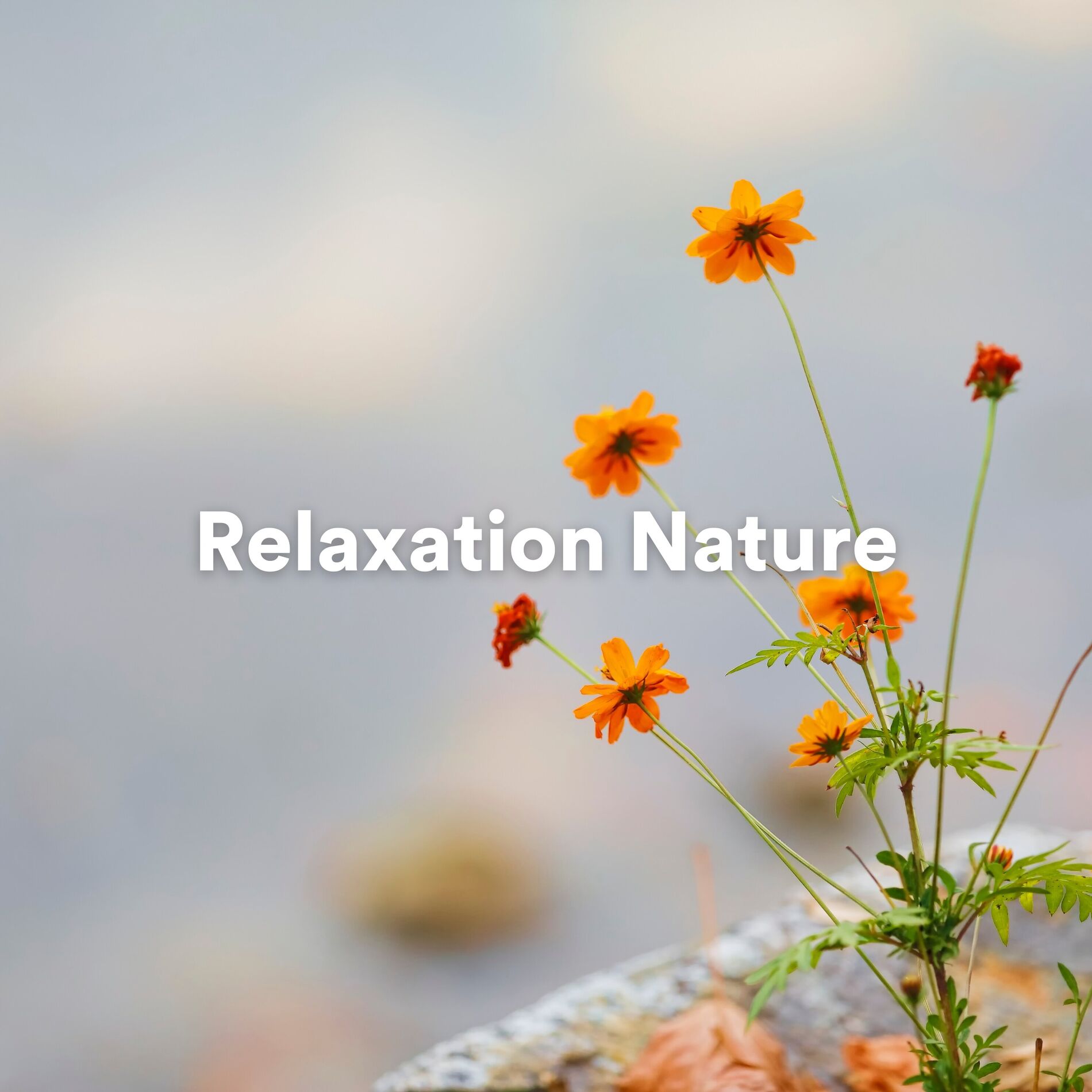 Album cover of Relaxation Nature