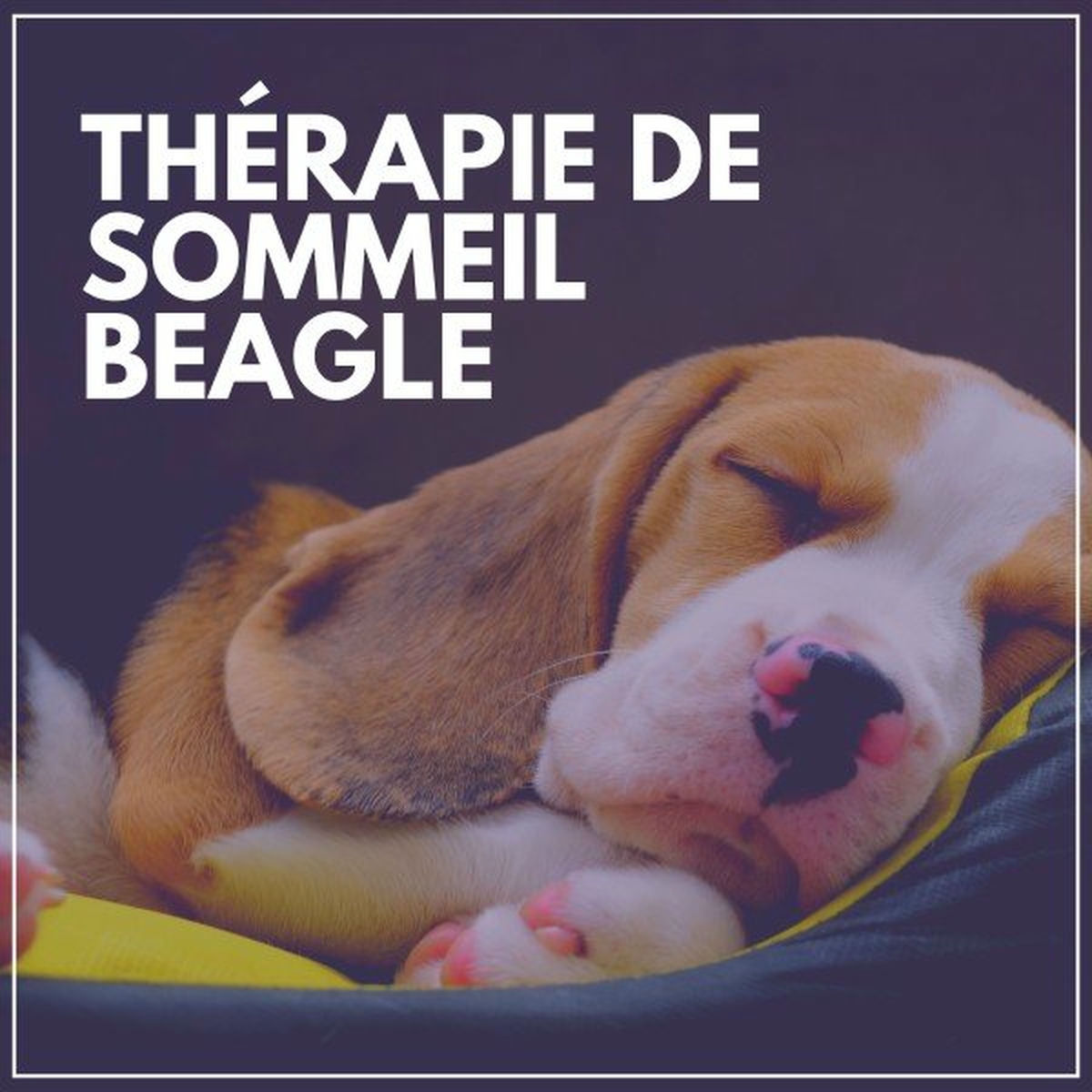 Album cover of Thérapie de Sommeil Beagle