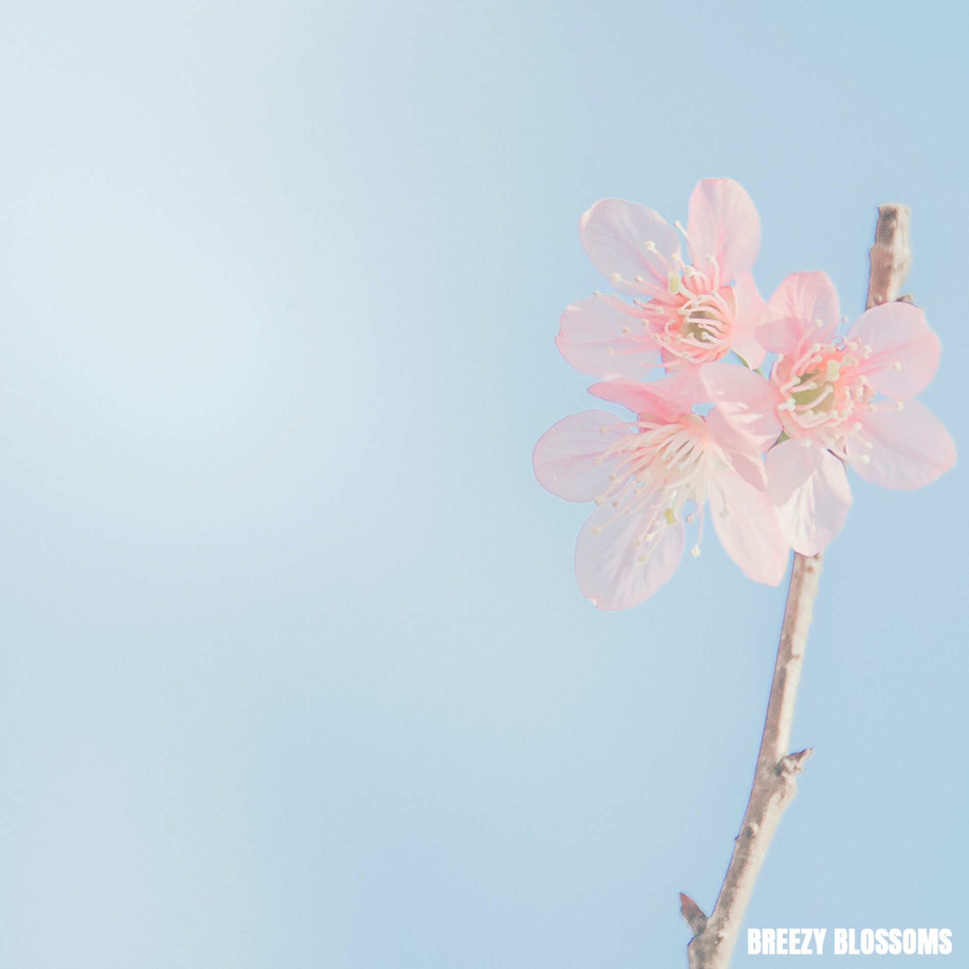 Album cover of Breezy Blossoms