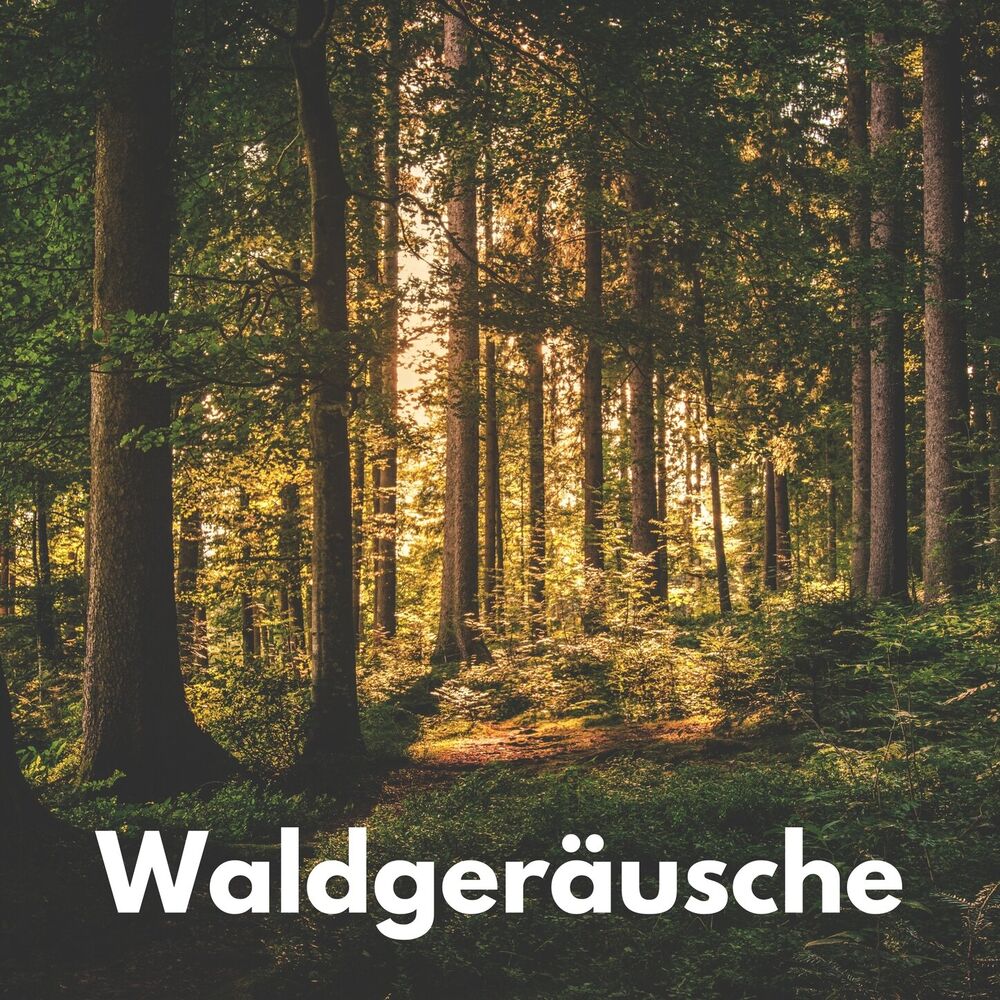 Picture of Waldgeräusche