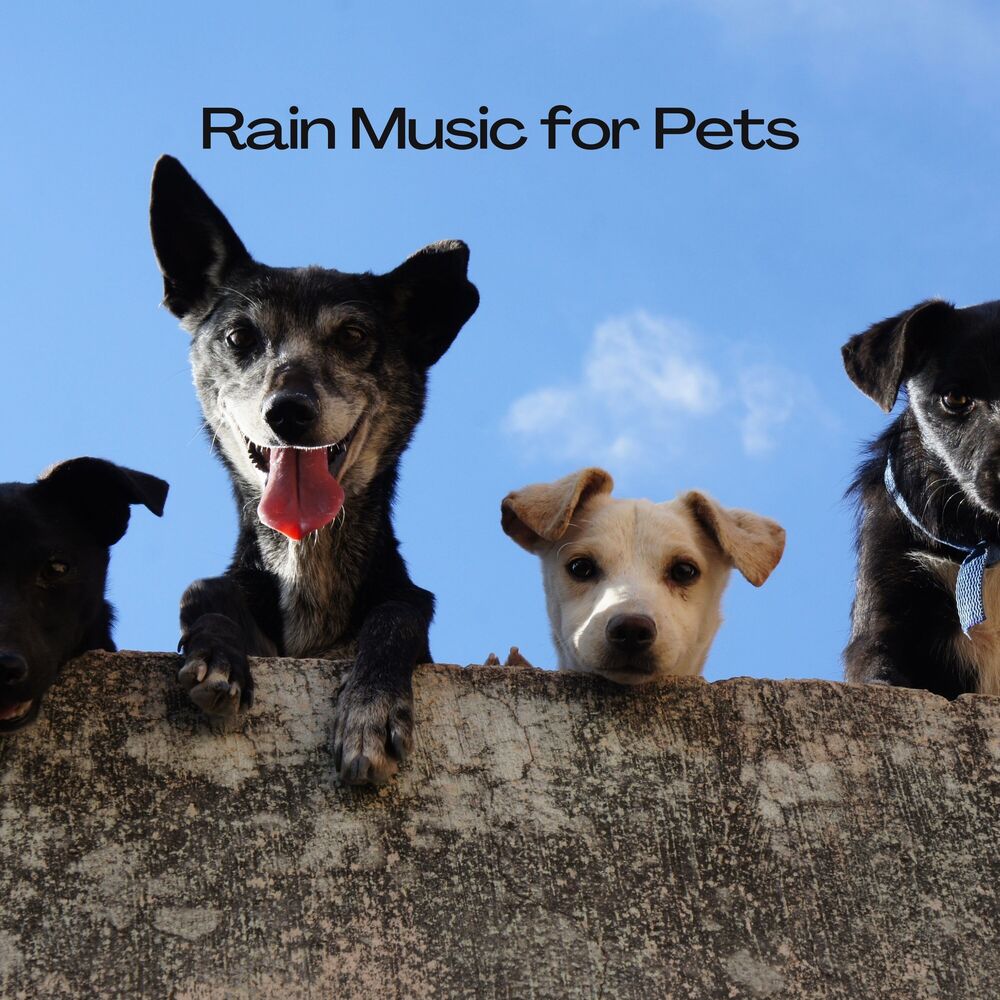 Picture of Rain Music for Pets