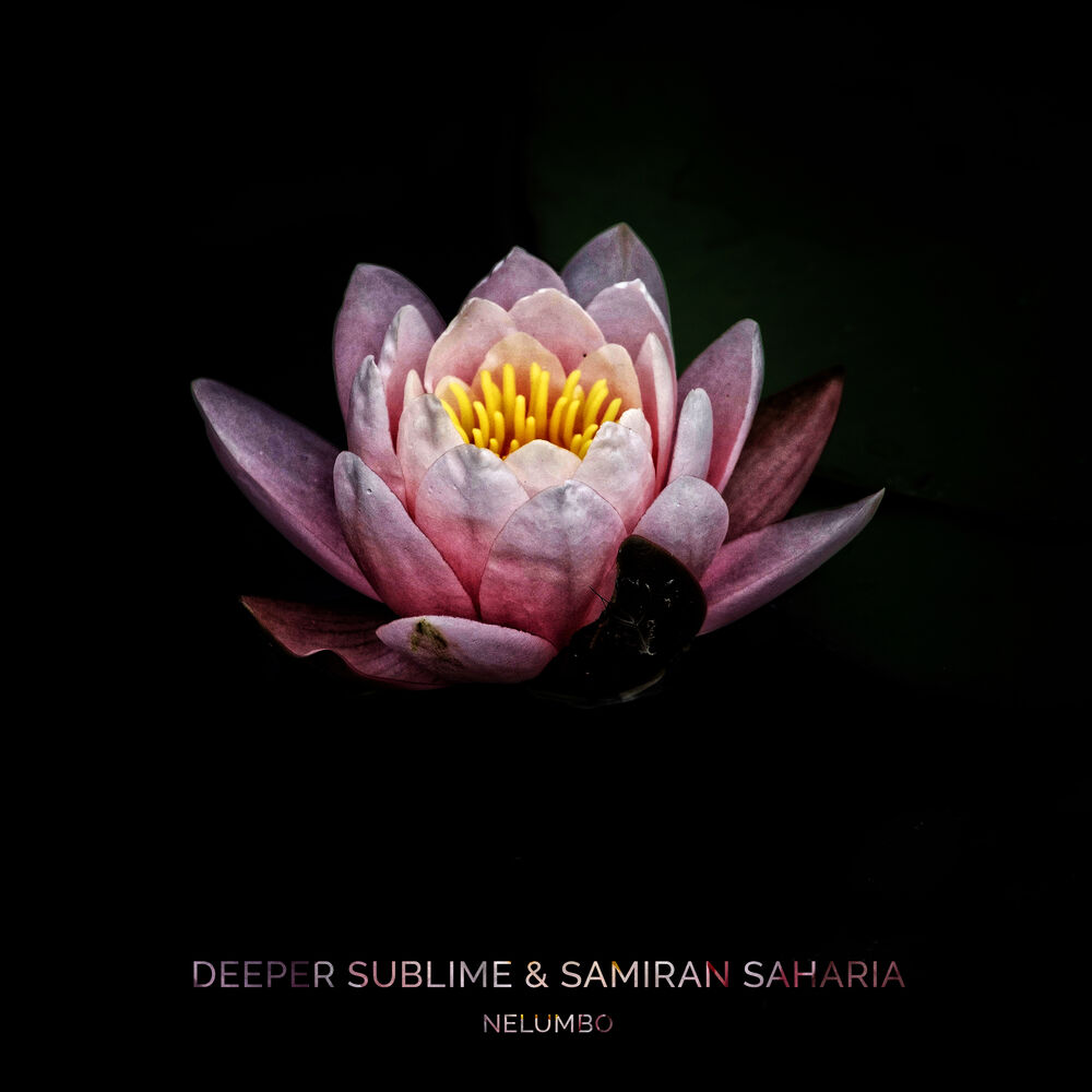 Picture of Nelumbo