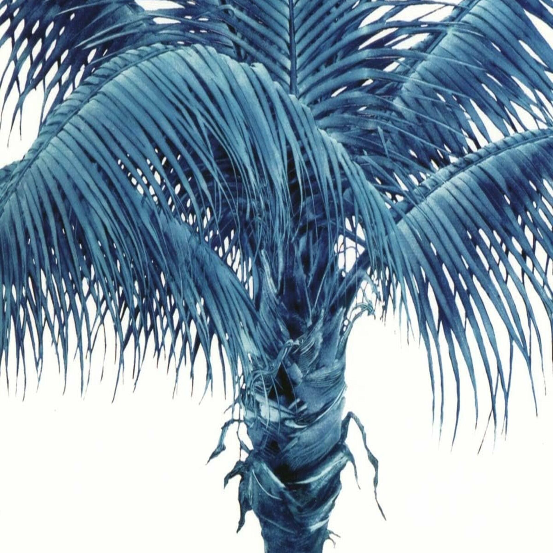 Album cover of Fast Ava