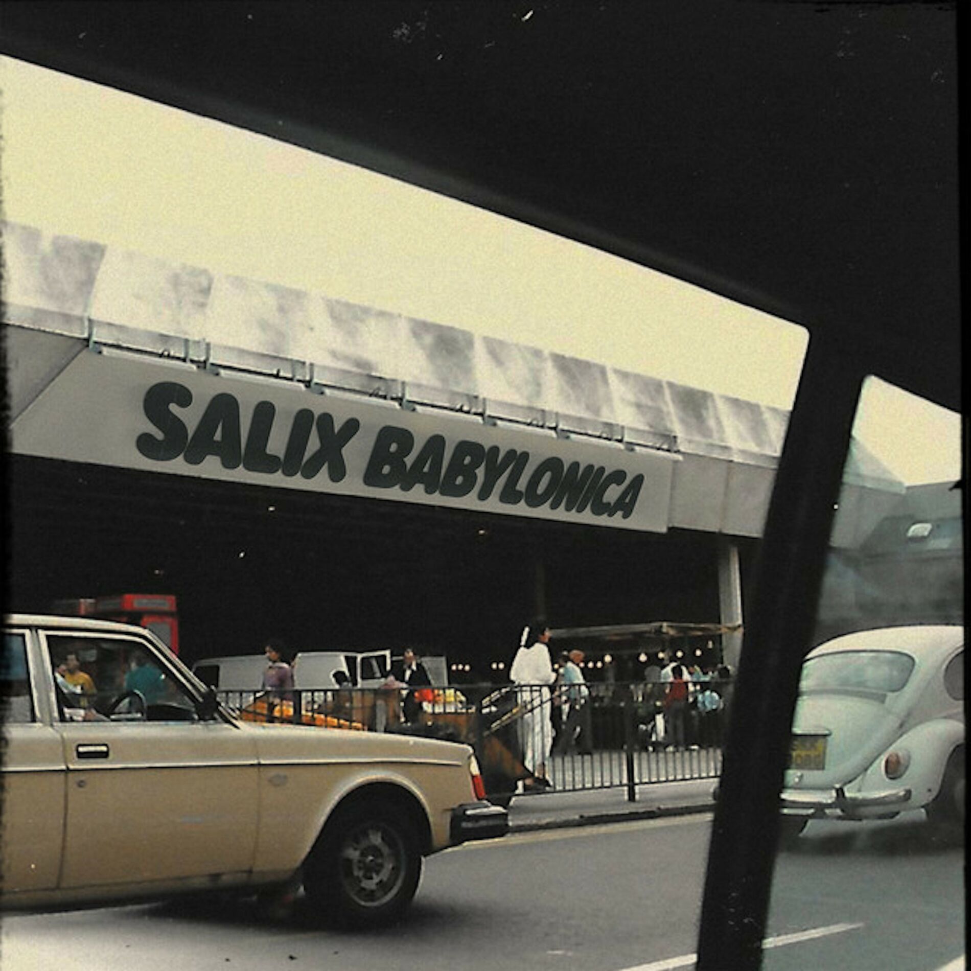 Album cover of Salix Babylonica
