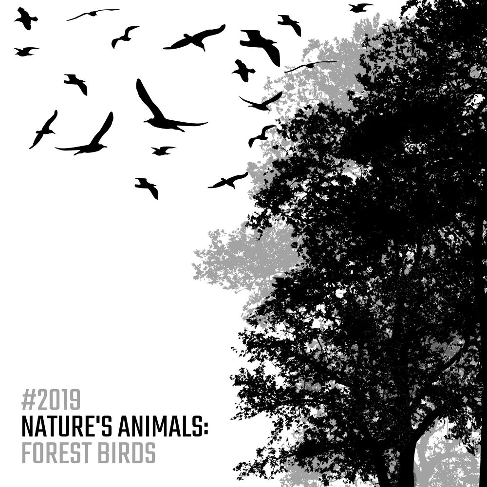 Picture of #2019 Nature's Animals: Forest Birds – Compilation of New Age Music with the Sounds of Birds and Piano Compositions