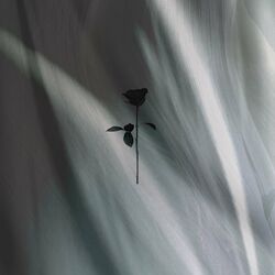 Cover of Stardust