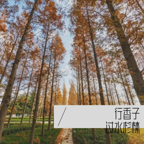 行香子 过水杉林