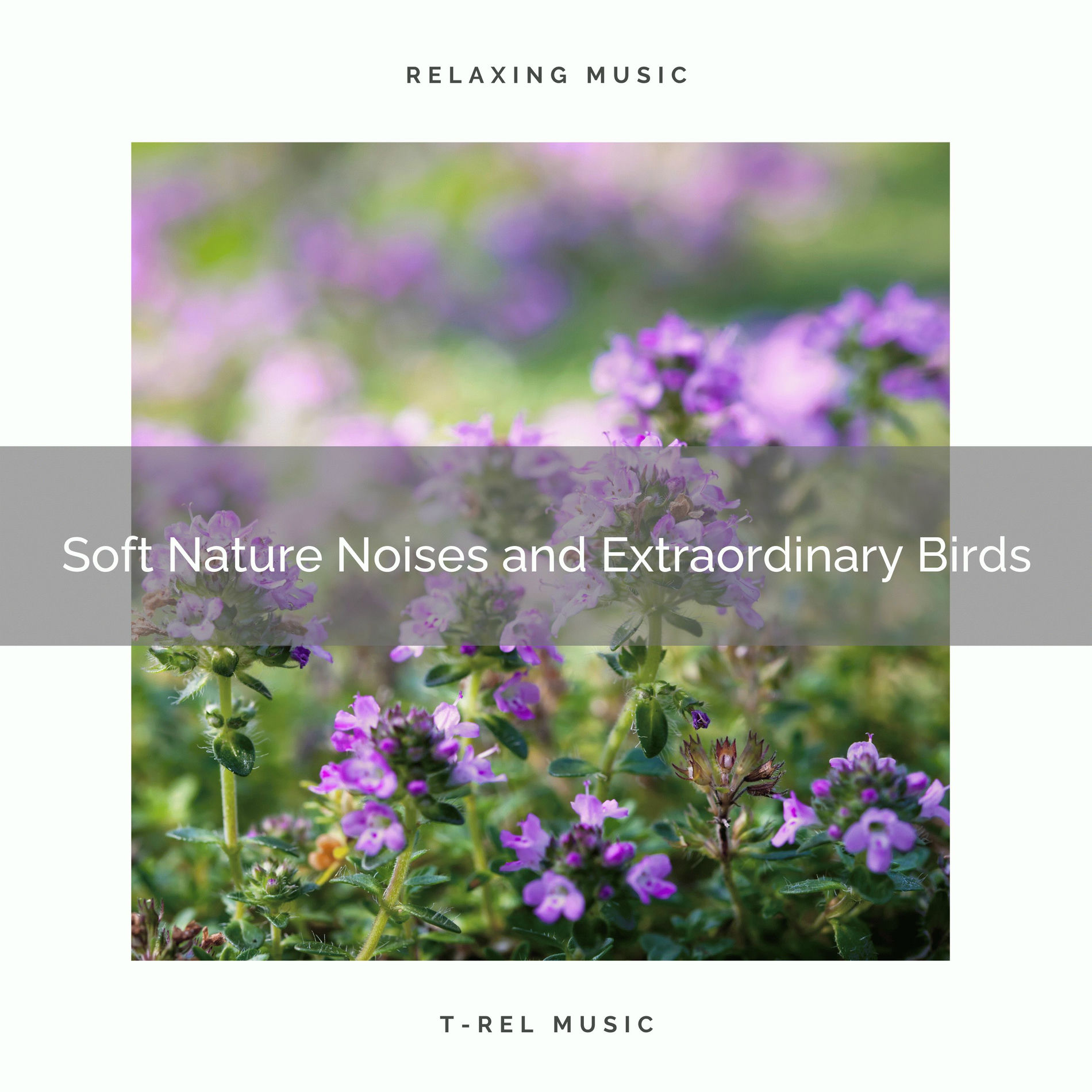 Album cover of ! ! ! ! ! Soft Nature Noises and Extraordinary Birds