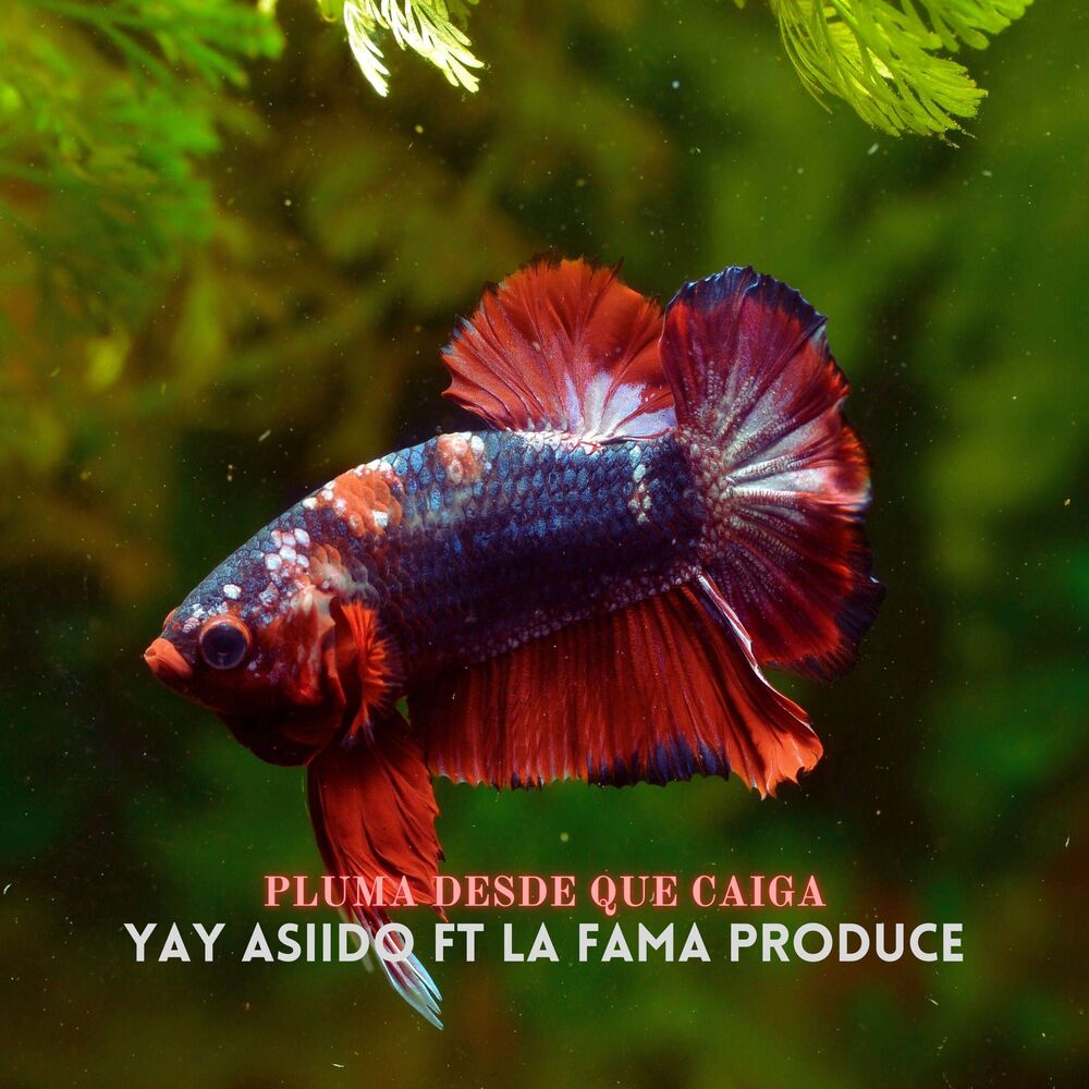 Picture of Pluma Desde Que Caiga