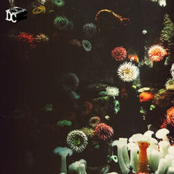 Cover of Coral