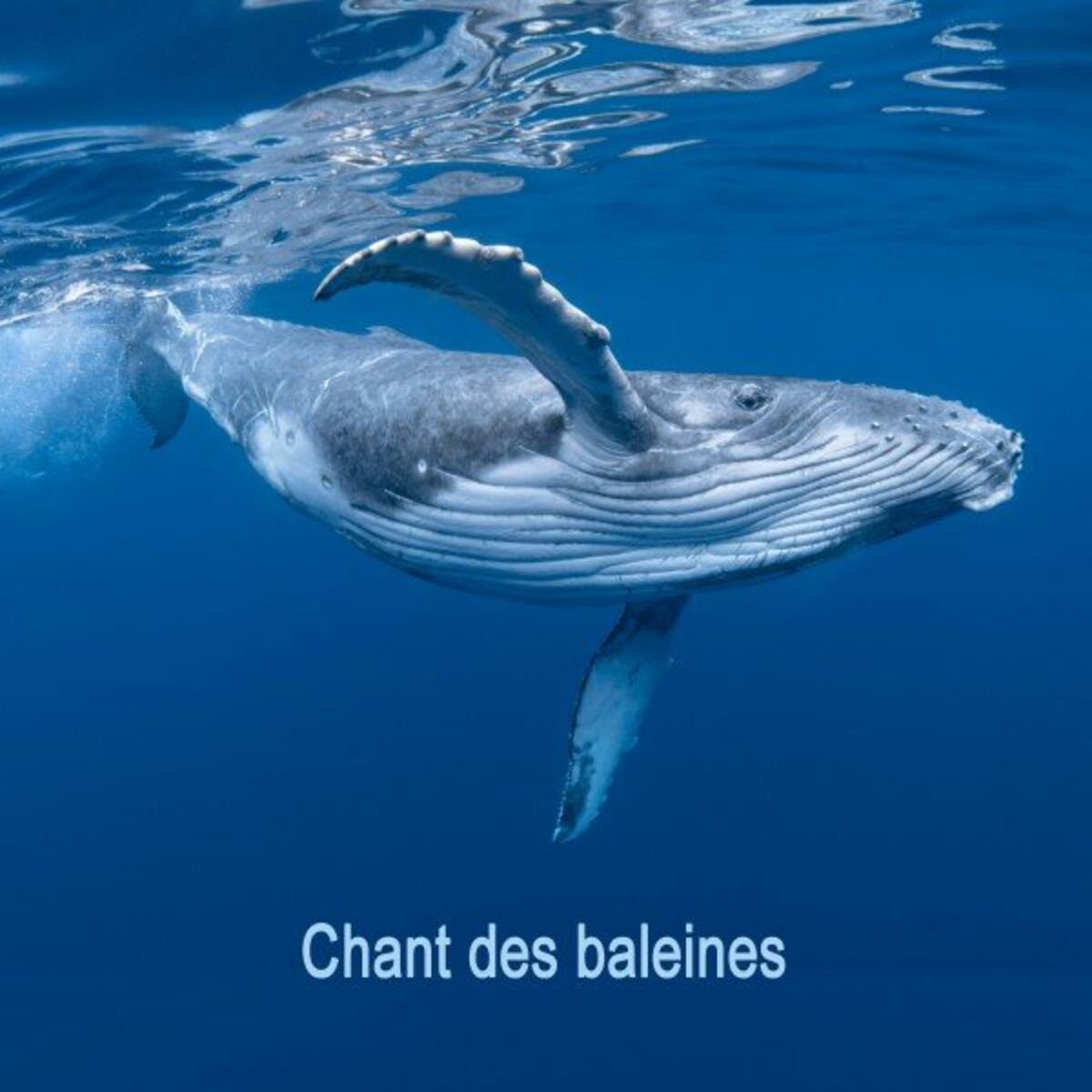 Album cover of Chants de Baleines